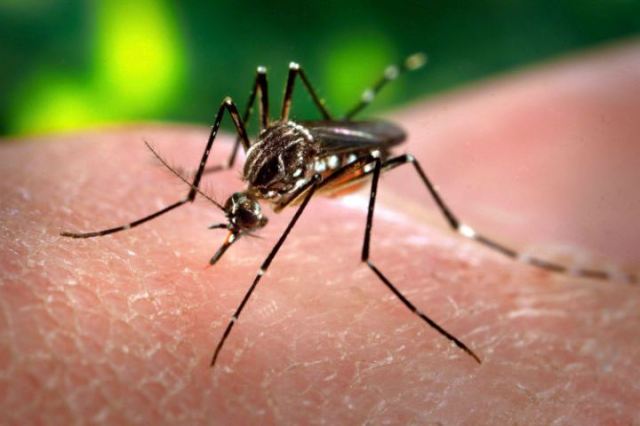mosquito-aedes-aegypti