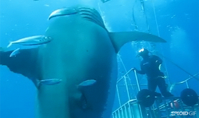 The biggest shark ever filmed is basically the size of a blimp